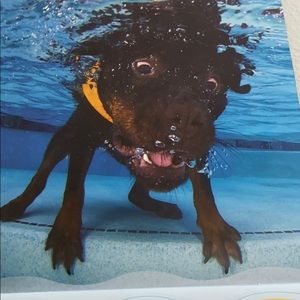 Meet your Posher, Shane